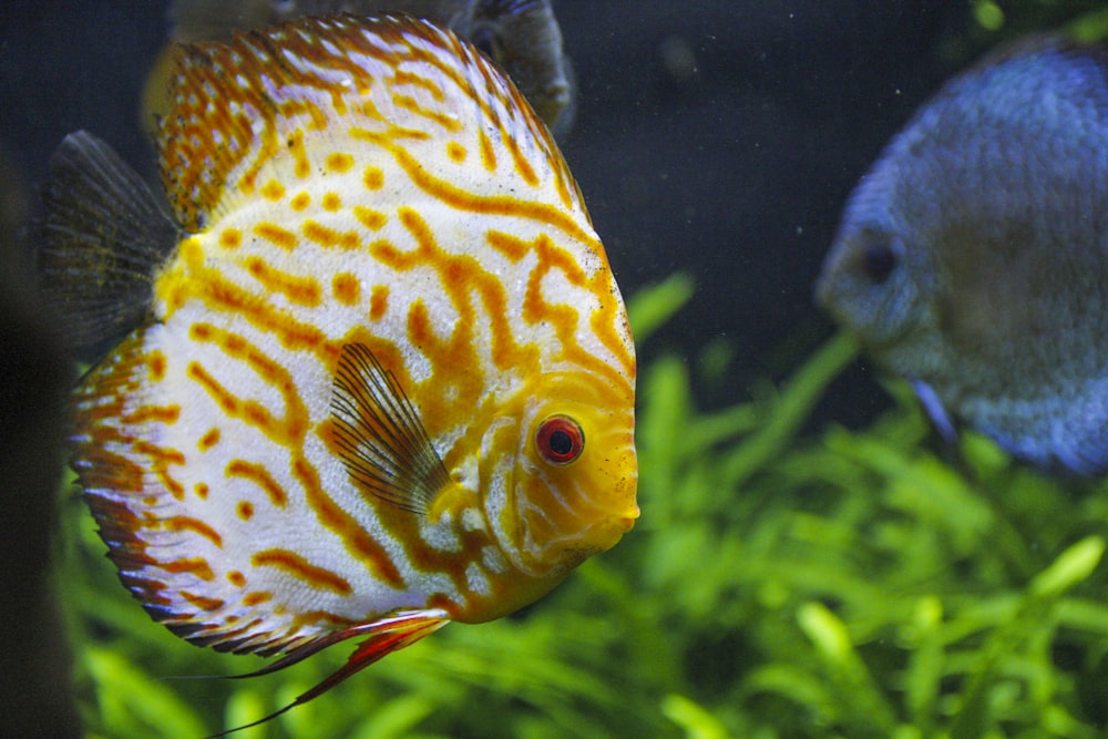 pesci gialli e bianchi nell'acquario