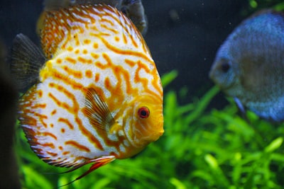 yellow and white fish in fish tank sea life zoom background