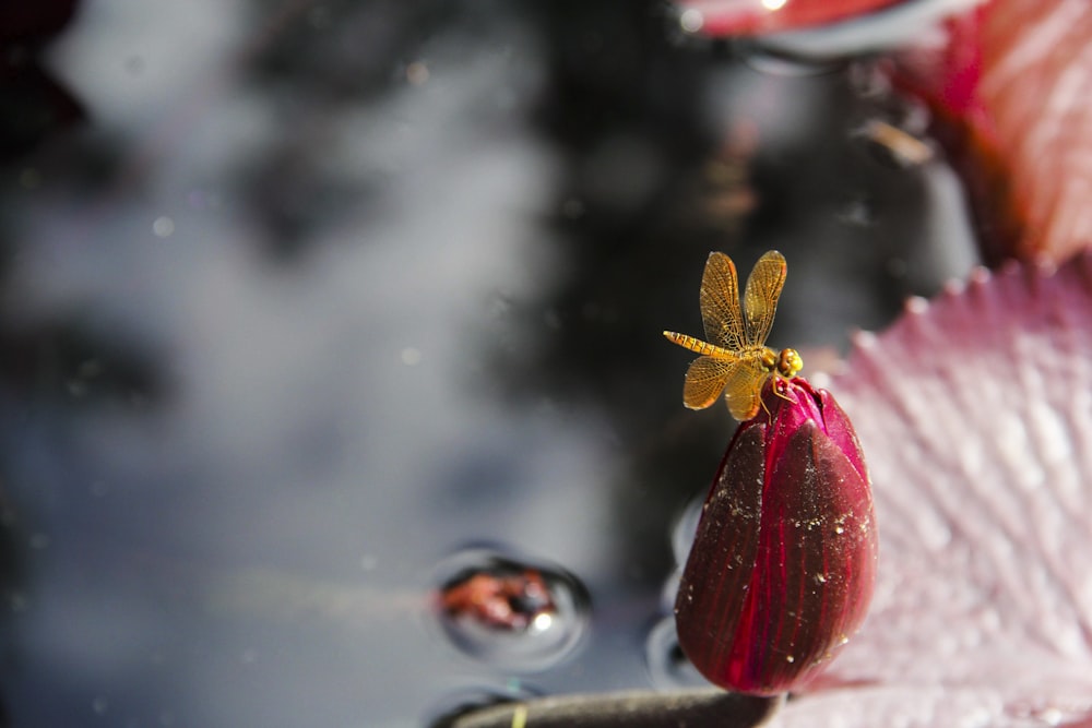 Fleur rouge et jaune dans une lentille à bascule