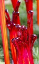 Brightly colored glass sculptures with elongated, organic shapes in shades of vibrant red and orange. The reflective surface of the glass enhances the rich hues against a blurred outdoor background.