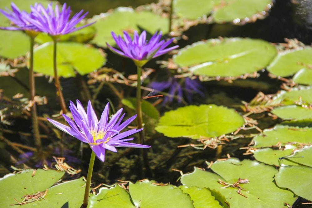 purple flower on green leaves