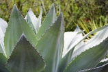 Close-up of a vibrant Agave attenuata with soft green leaves under natural sunlight.