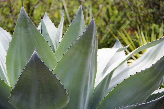 Close-up of a vibrant Agave attenuata with soft green leaves under natural sunlight.