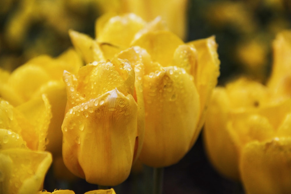 yellow flower in macro lens