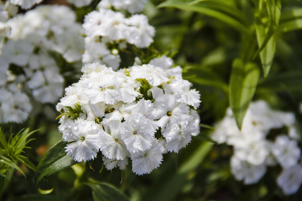 white flower in tilt shift lens