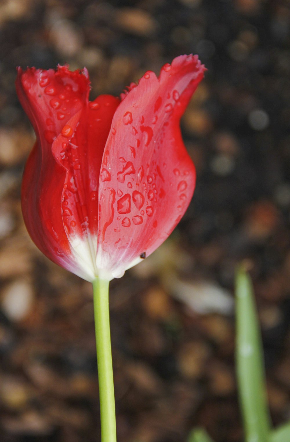 red tulip in bloom during daytime