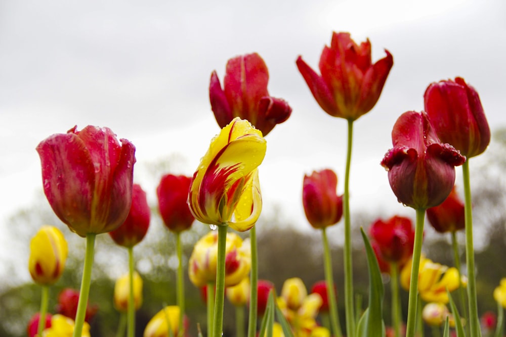 tulipas vermelhas e amarelas em flor durante o dia