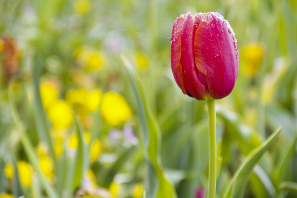 red tulip in bloom during daytime