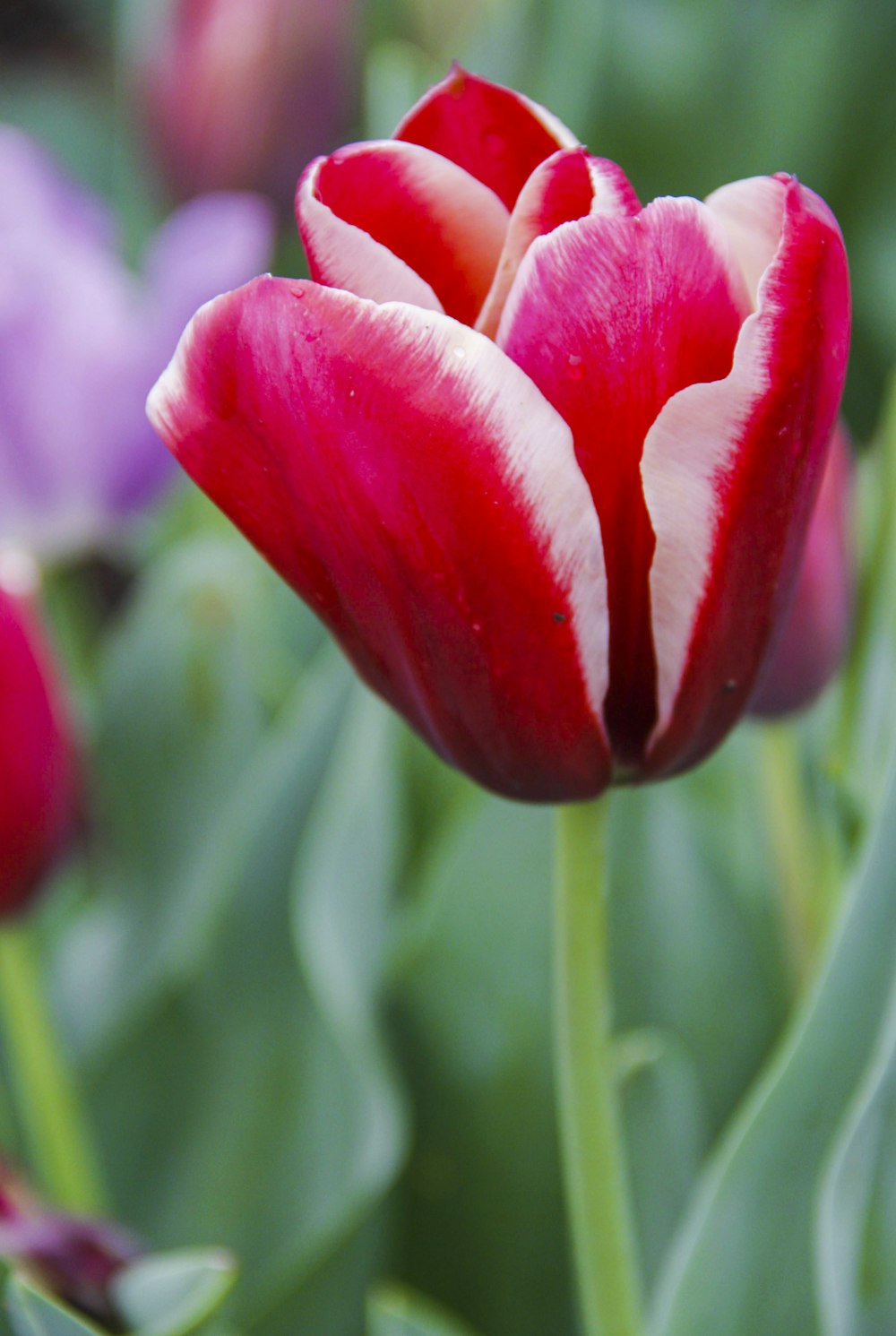 red tulips in bloom during daytime