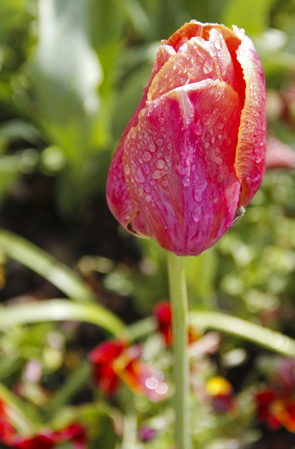 red flower in tilt shift lens