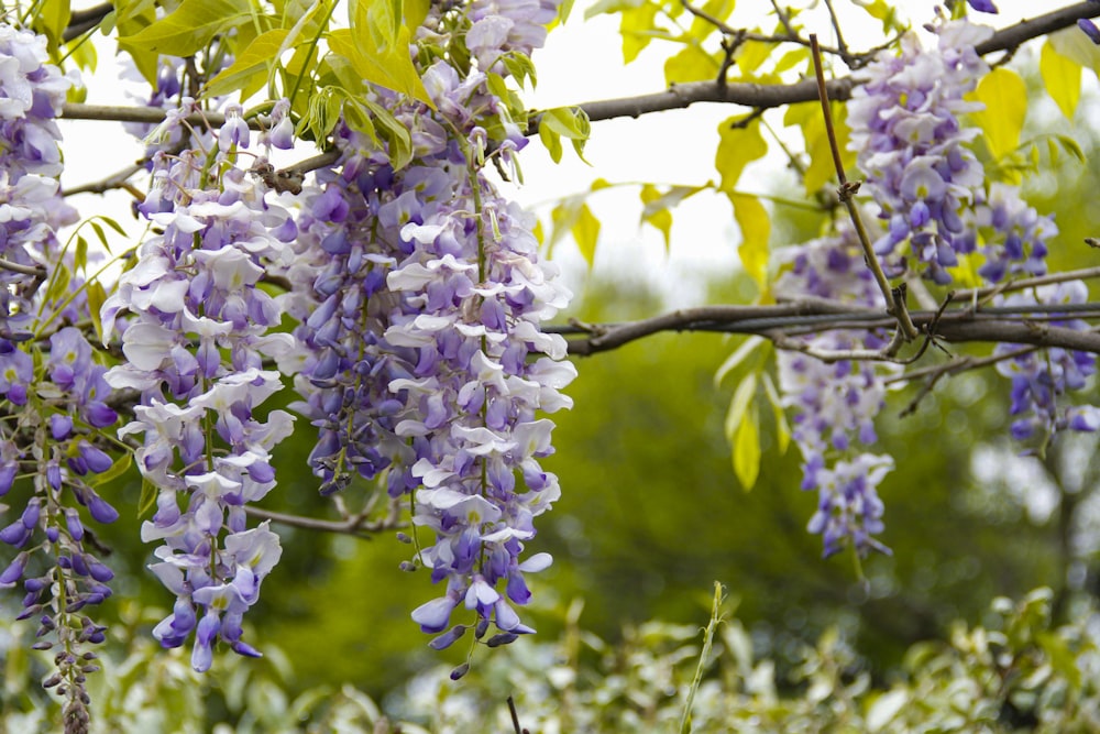 flores moradas y blancas en la rama de un árbol