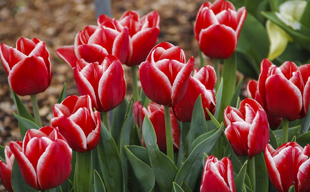 red tulips in bloom during daytime