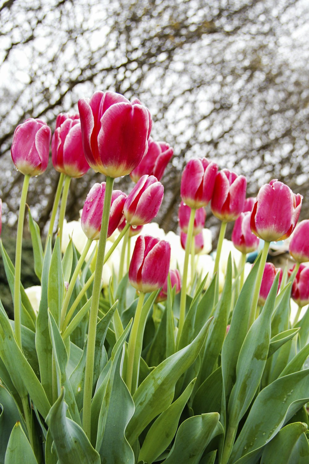 Tulipanes rosados y blancos en flor durante el día