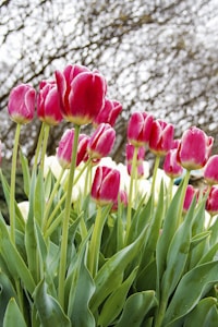 Spring Tulip Bulbs