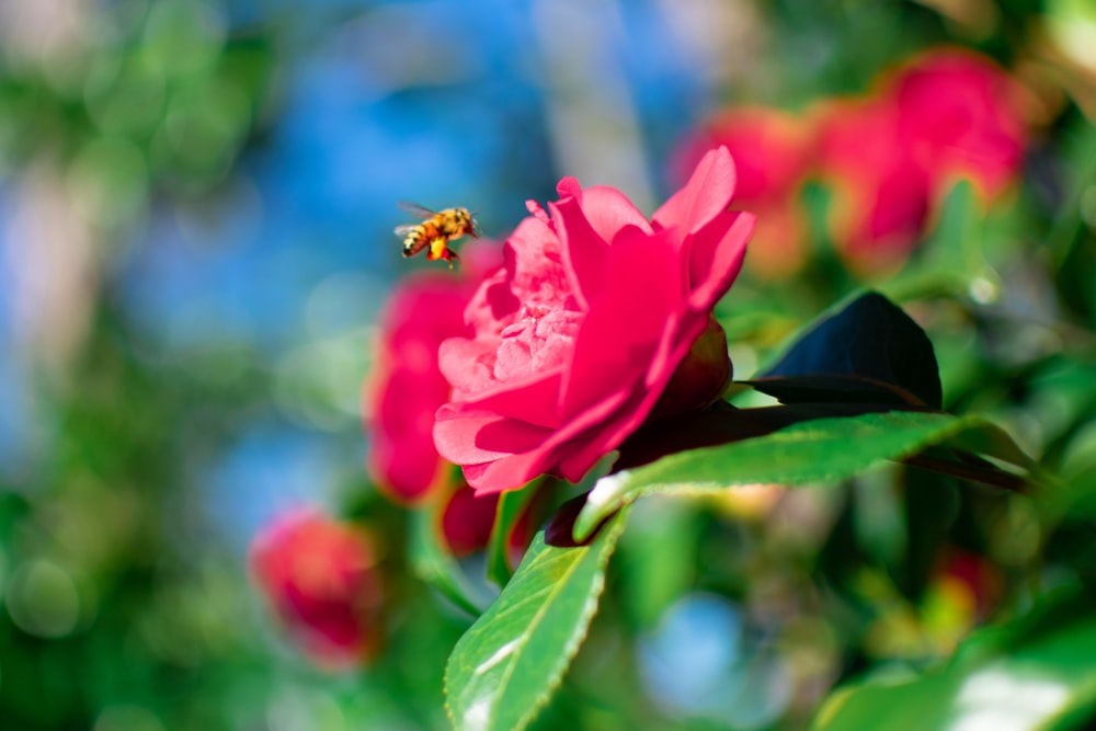 pink flower with green leaves