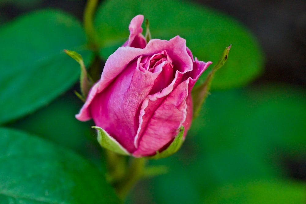 pink rose in bloom during daytime