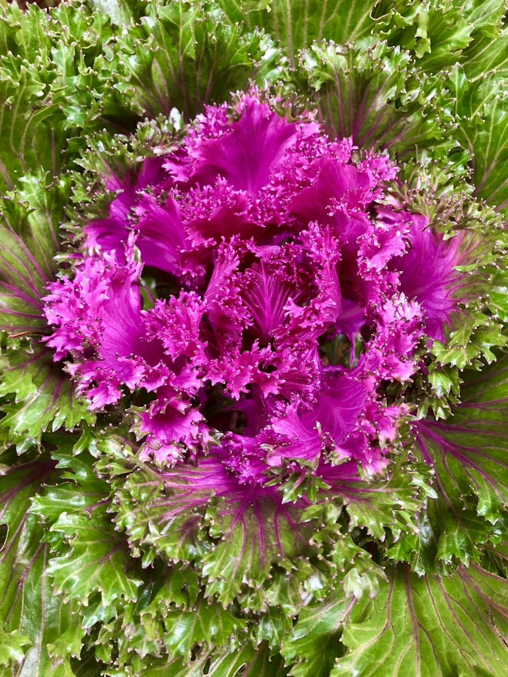 fiori rosa con foglie verdi