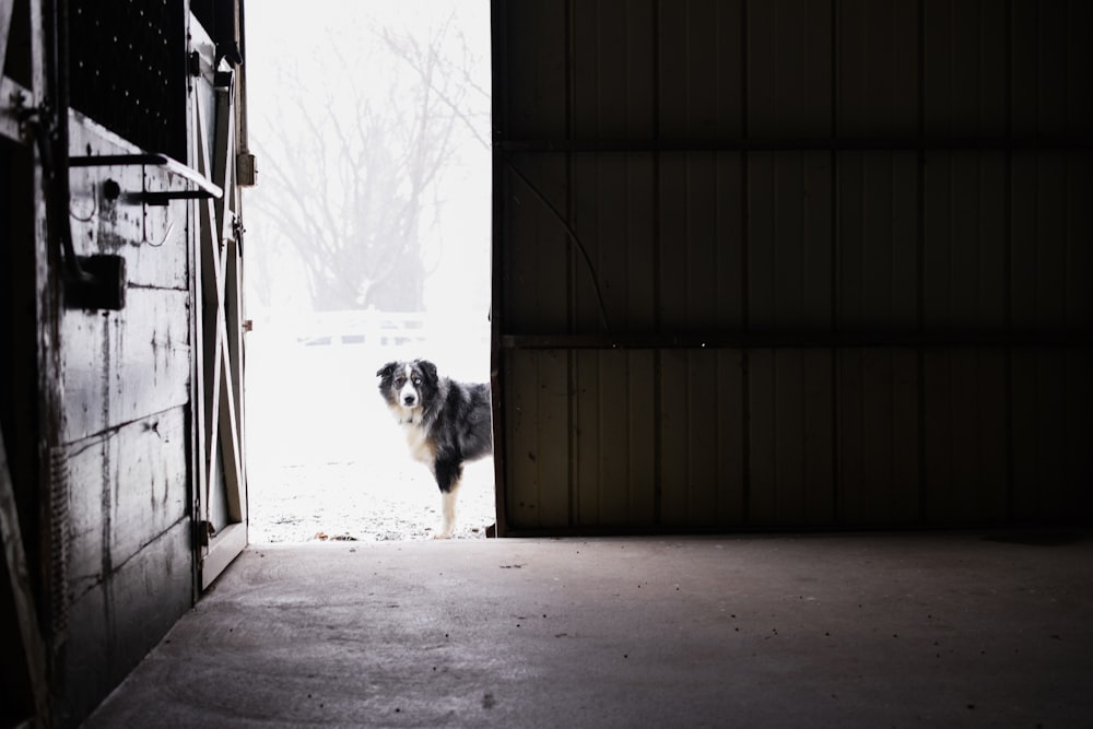 昼間、灰色のコンクリートの床に立つ白と黒の長いコートの犬