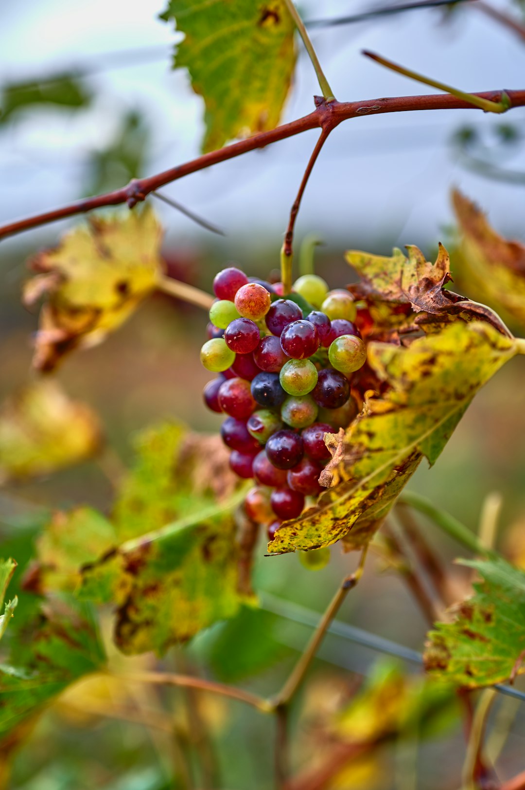 red round fruit on green leaf