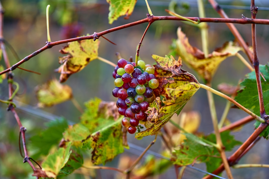 red round fruit on green tree during daytime