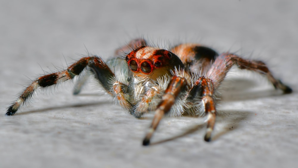 brown and black jumping spider on grey concrete floor