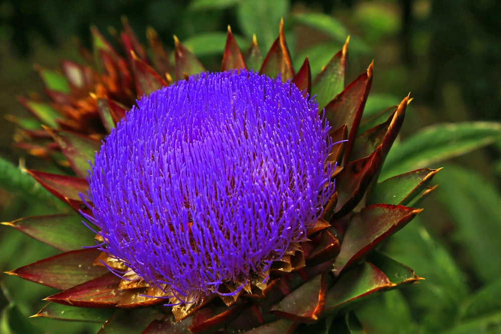 purple flower in macro lens