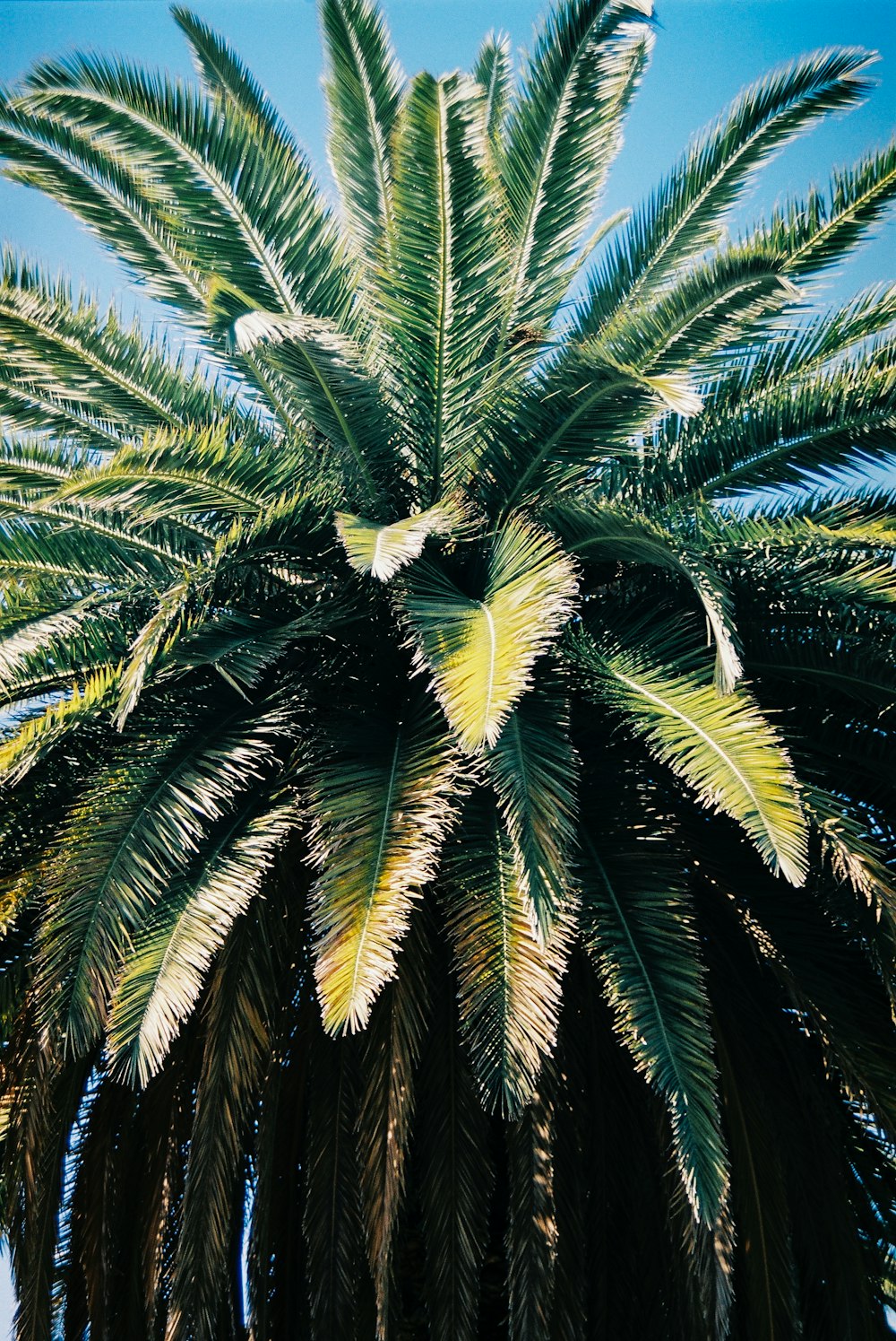 green palm tree under blue sky during daytime