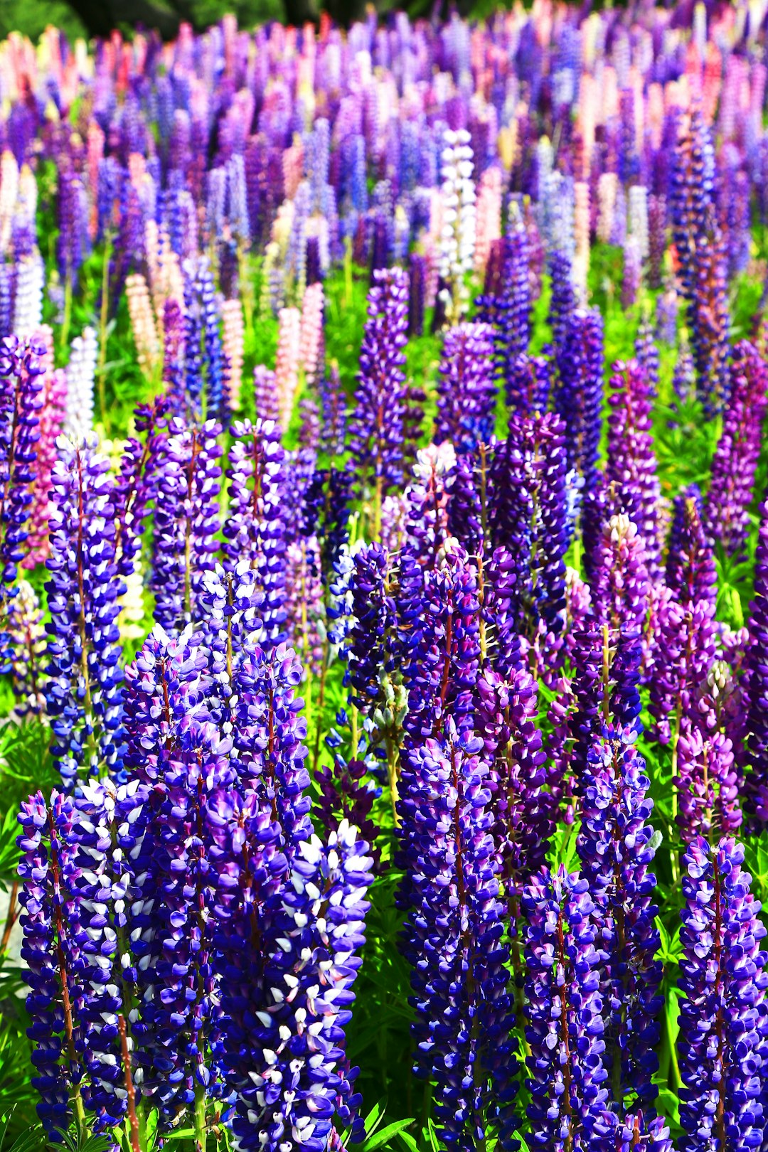 purple flowers in tilt shift lens