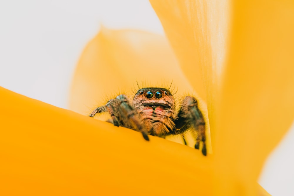 brown and black spider on yellow flower
