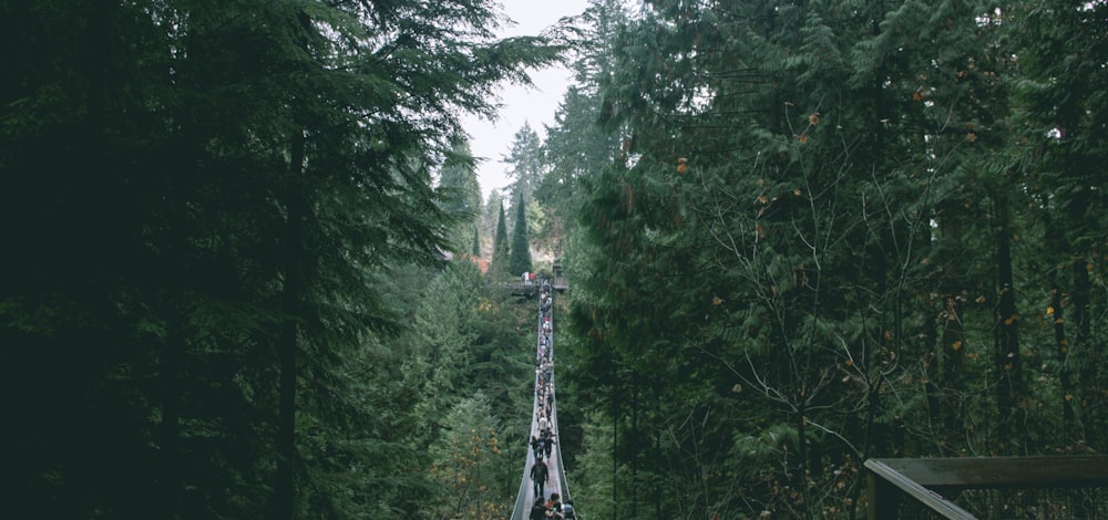 arbres verts sur la forêt pendant la journée