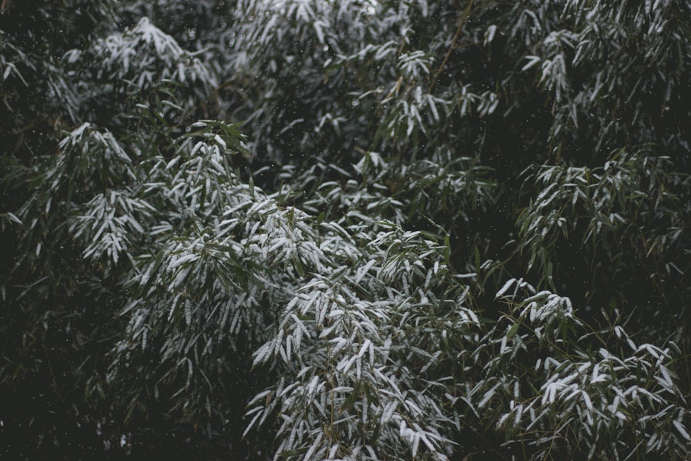 green leaves in tilt shift lens