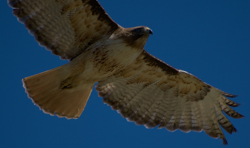 brown and white bird flying during daytime