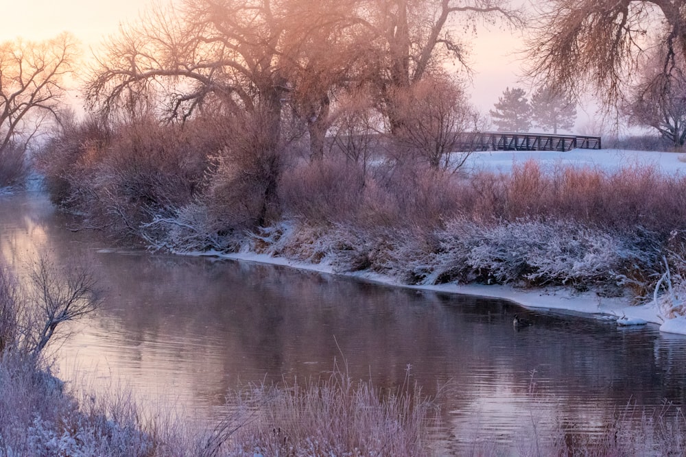 brown trees beside river during daytime