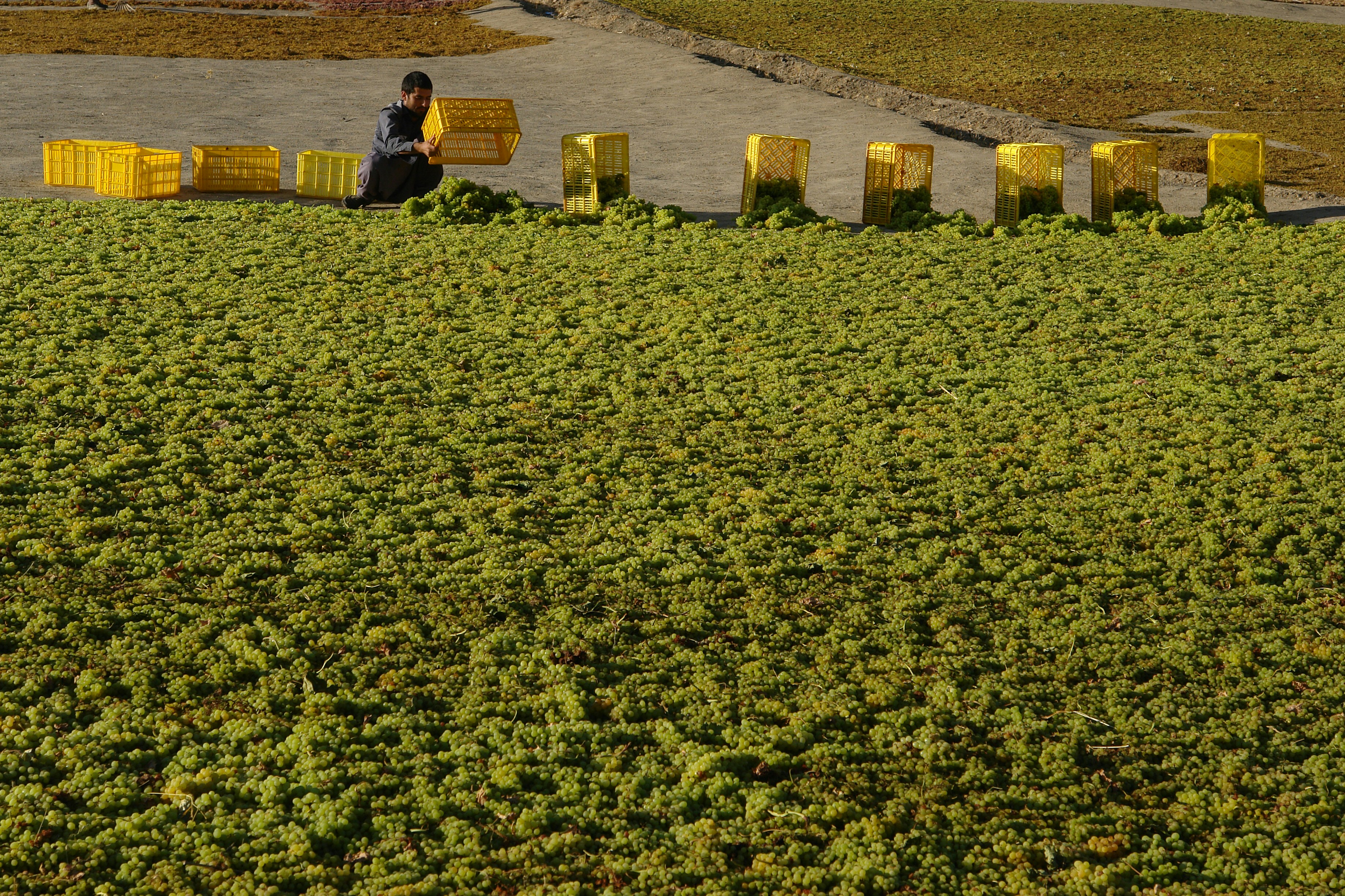 woman in black jacket sitting on green grass field during daytime