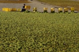 Team loading fresh produce into crates at sunset on the farm.