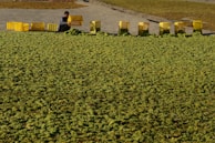 Workers carefully packing fruits into crates for export.