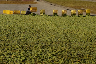 A person is crouching on a large surface covered with green grapes, placing them into yellow plastic crates. The crates are lined up in a row, with some filled with grapes and others empty.
