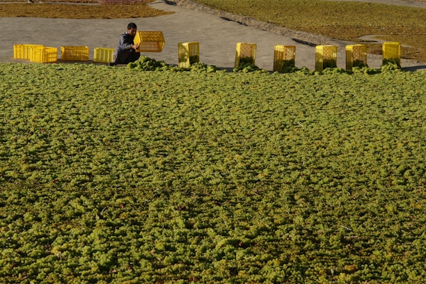A person is crouching on a large surface covered with green grapes, placing them into yellow plastic crates. The crates are lined up in a row, with some filled with grapes and others empty.