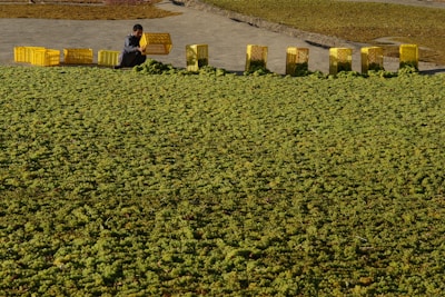 A person is crouching on a large surface covered with green grapes, placing them into yellow plastic crates. The crates are lined up in a row, with some filled with grapes and others empty.