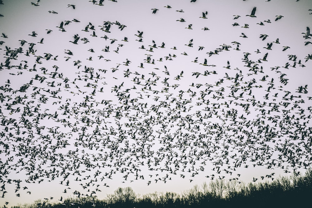 bandada de pájaros volando sobre campo de hierba verde durante el día