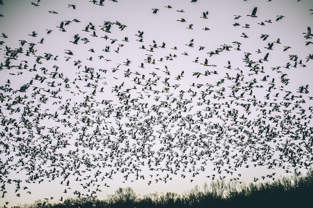 flock of birds flying over green grass field during daytime