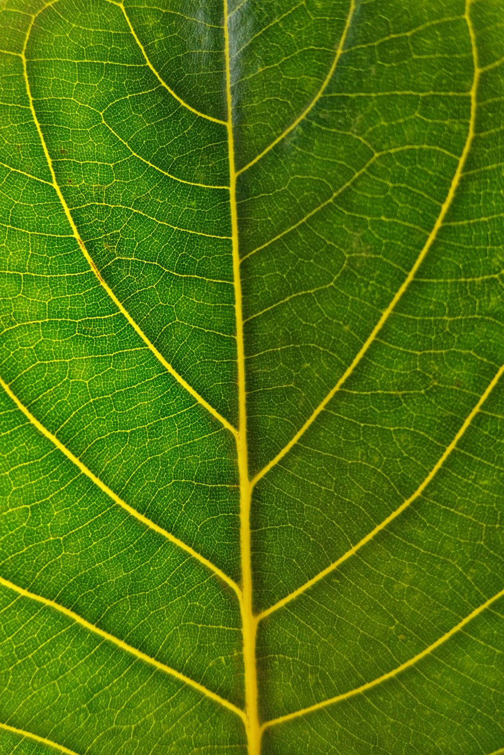 green leaf in close up photography