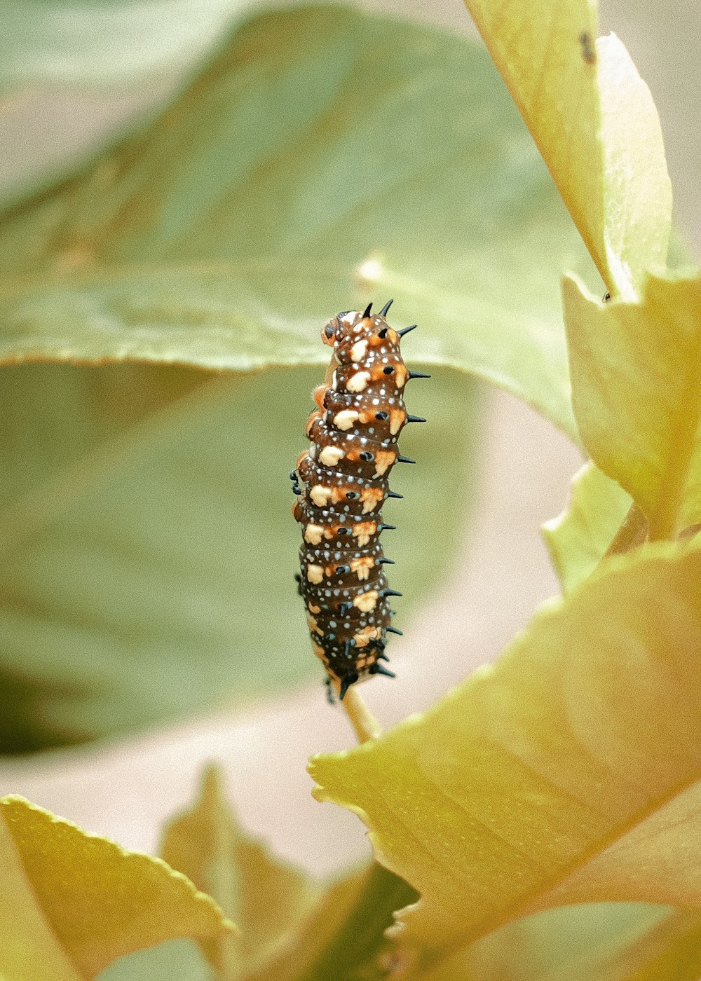 brown and black caterpillar on green leaf