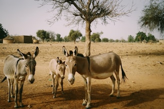 three horses on brown field during daytime