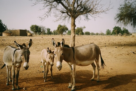 three horses on brown field during daytime