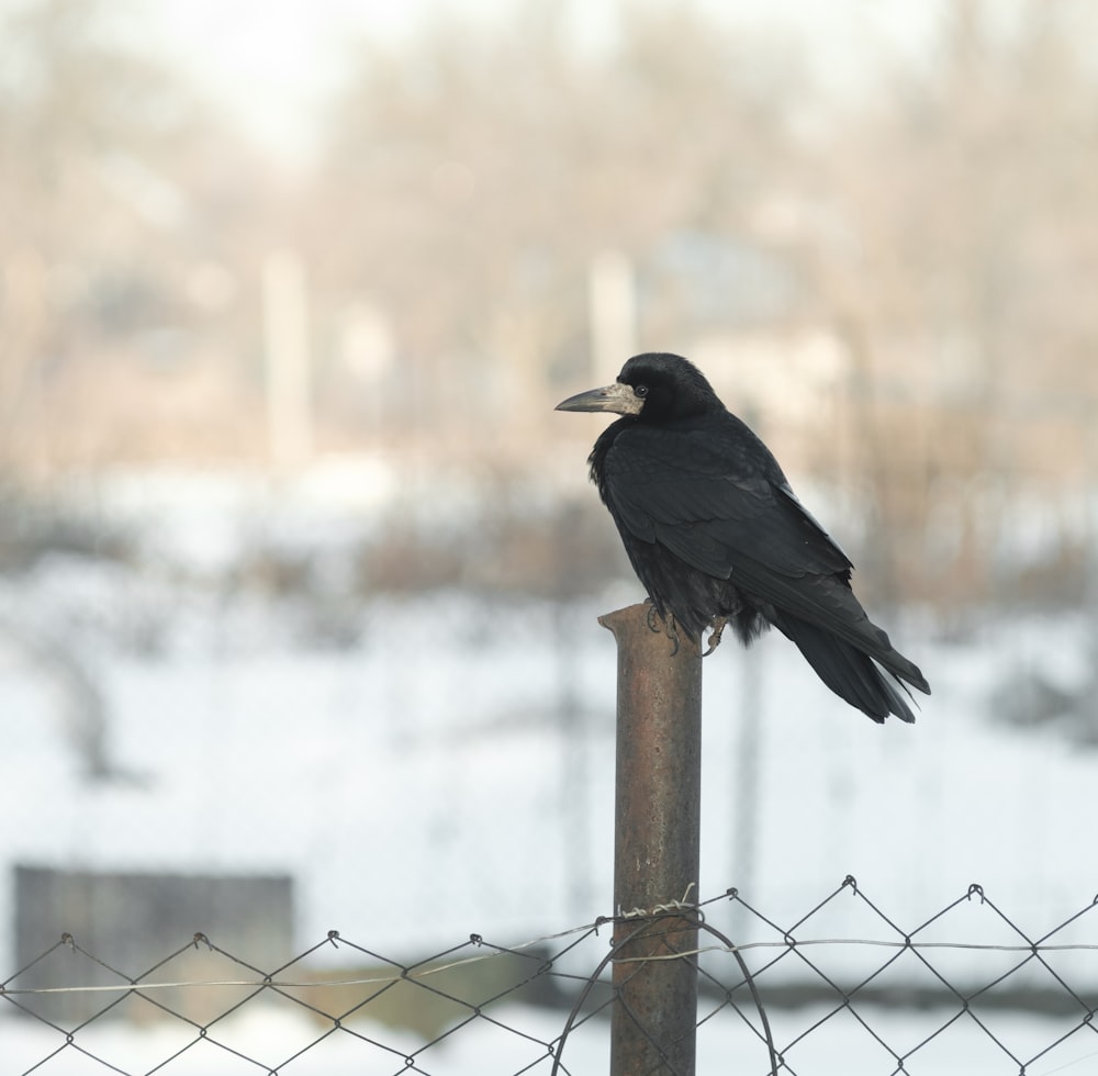 black bird on brown wooden post during daytime