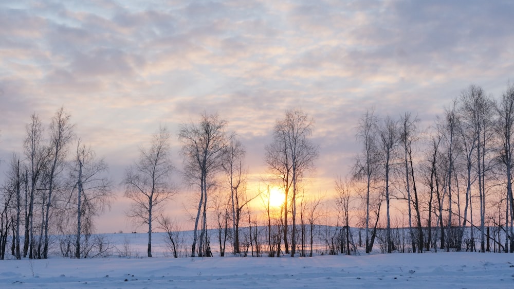 leafless trees on snow covered ground during daytime