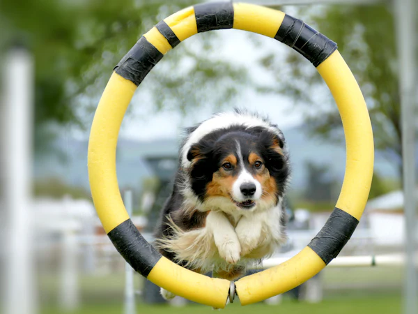 Chien en balade