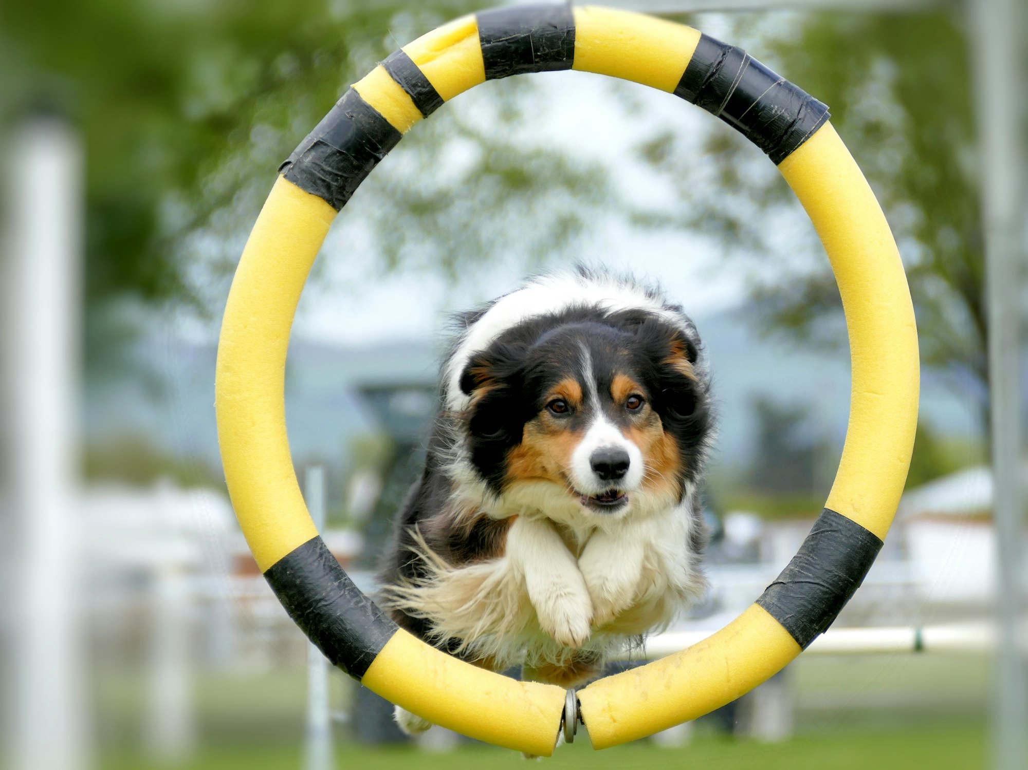 Agility Training for Dogs