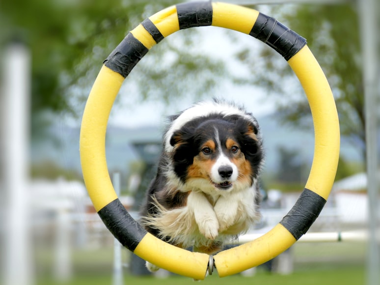 Happy dog jumping through a black and yellow hoop.